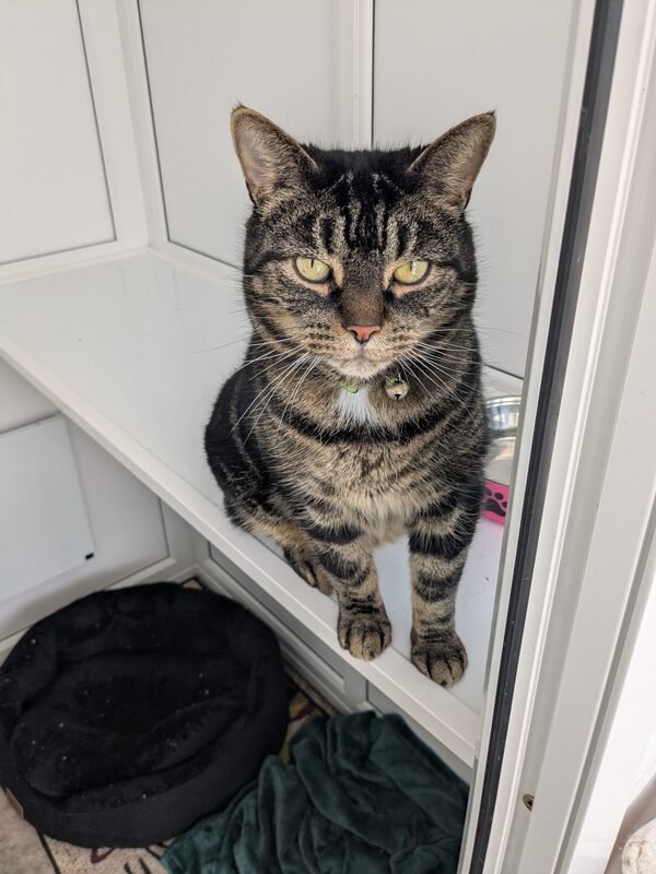 A tabby cat relaxing in a guest room at Old School Cattery near Bury St Edmunds