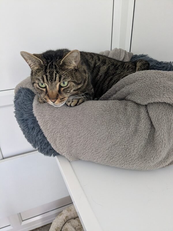 A tabby cat snuggled in a cosy bed at Old School Cattery, Whepstead