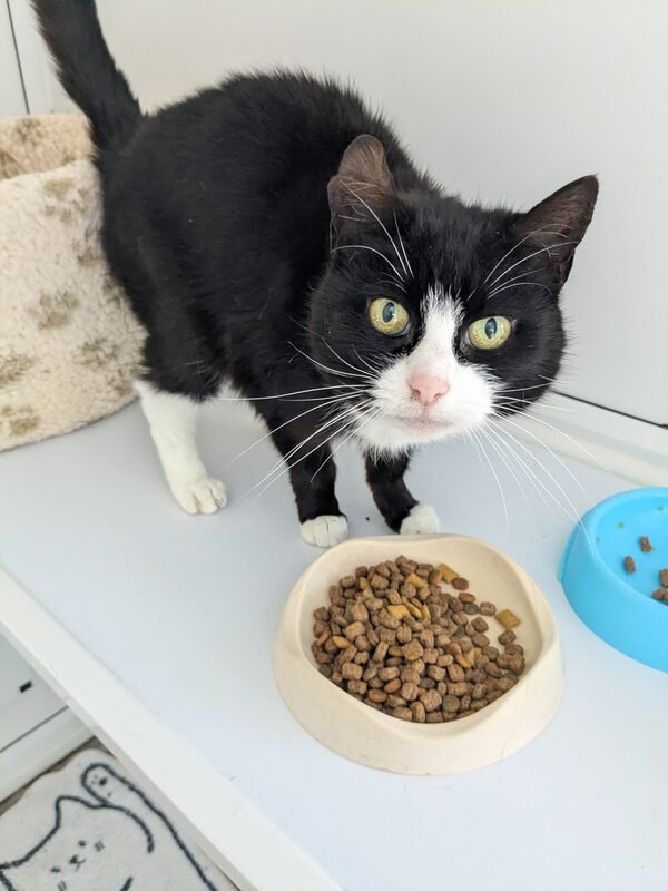 A black and white cat enjoying dinner at Old School Cattery near Bury St Edmunds