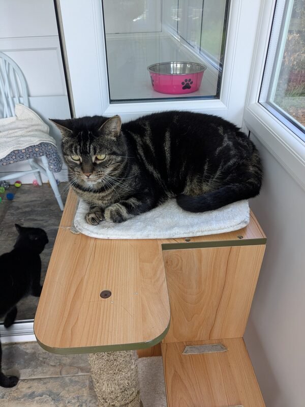 A tabby cat resting on a cat tree by the window at Old School Cattery