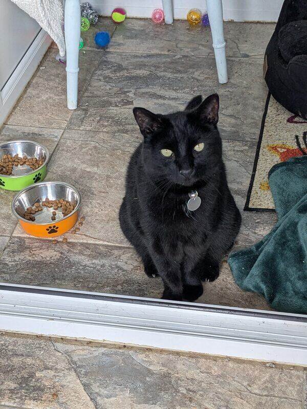 A black cat at Old School Cattery near Bury St Edmunds, Suffolk
