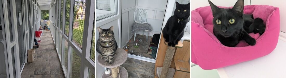Inside Old School Cattery near Bury St Edmunds: the corridor of pens, cats on cat trees, and a cat relaxing in a bed