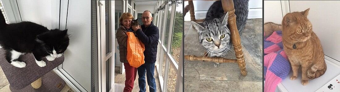 Old School Cattery cat boarding near Bury St Edmunds
