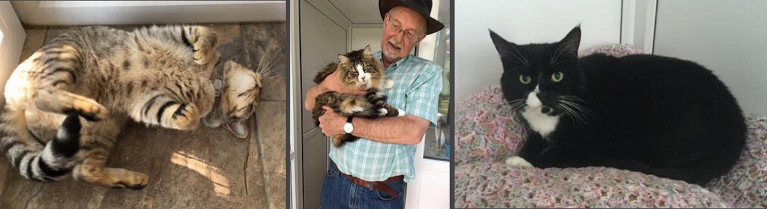 Old School Cattery, licensed cattery near Bury St Edmunds