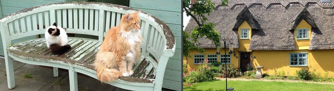 Old School Cattery near Bury St Edmunds, Whepstead, Suffolk